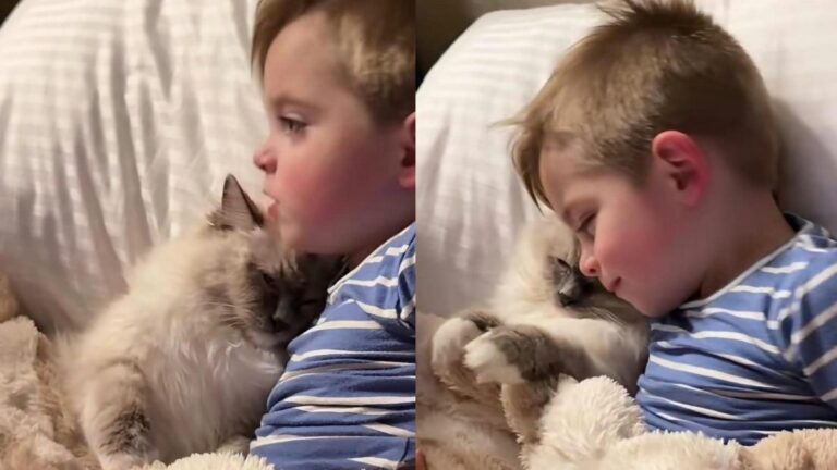 K&H Pet Products Thermo-Snuggly Sleeper Review: Smart Thermal Comfort for Shared Family Spaces